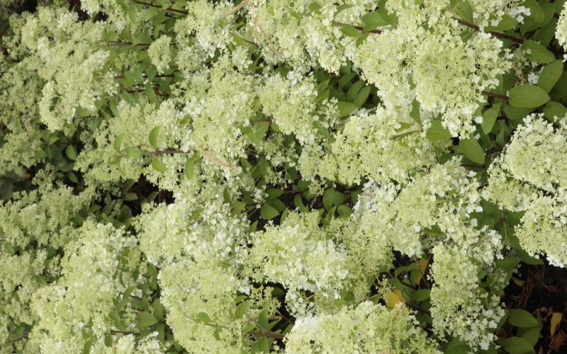 Hydrangea paniculata Bobo | BEST Select