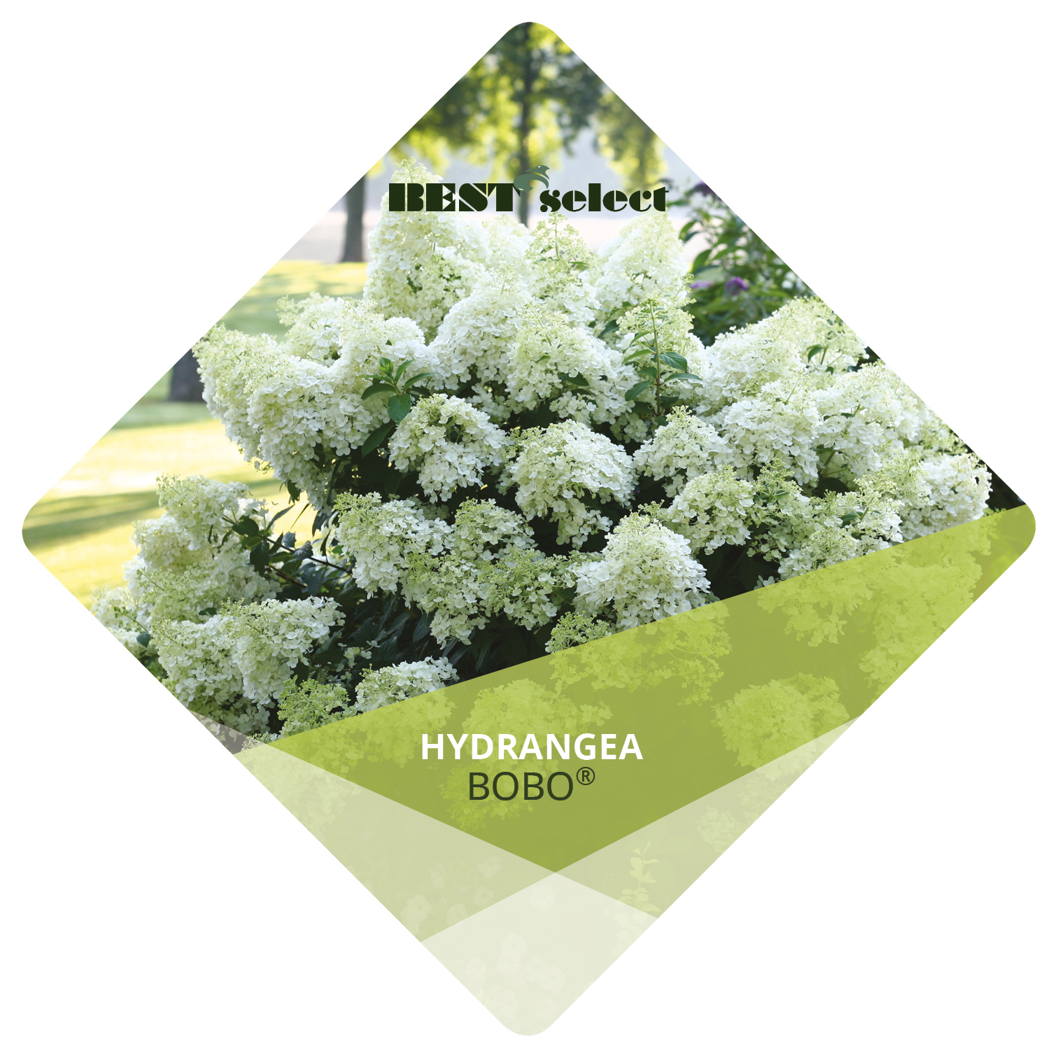 Hydrangea paniculata Bobo   BEST select